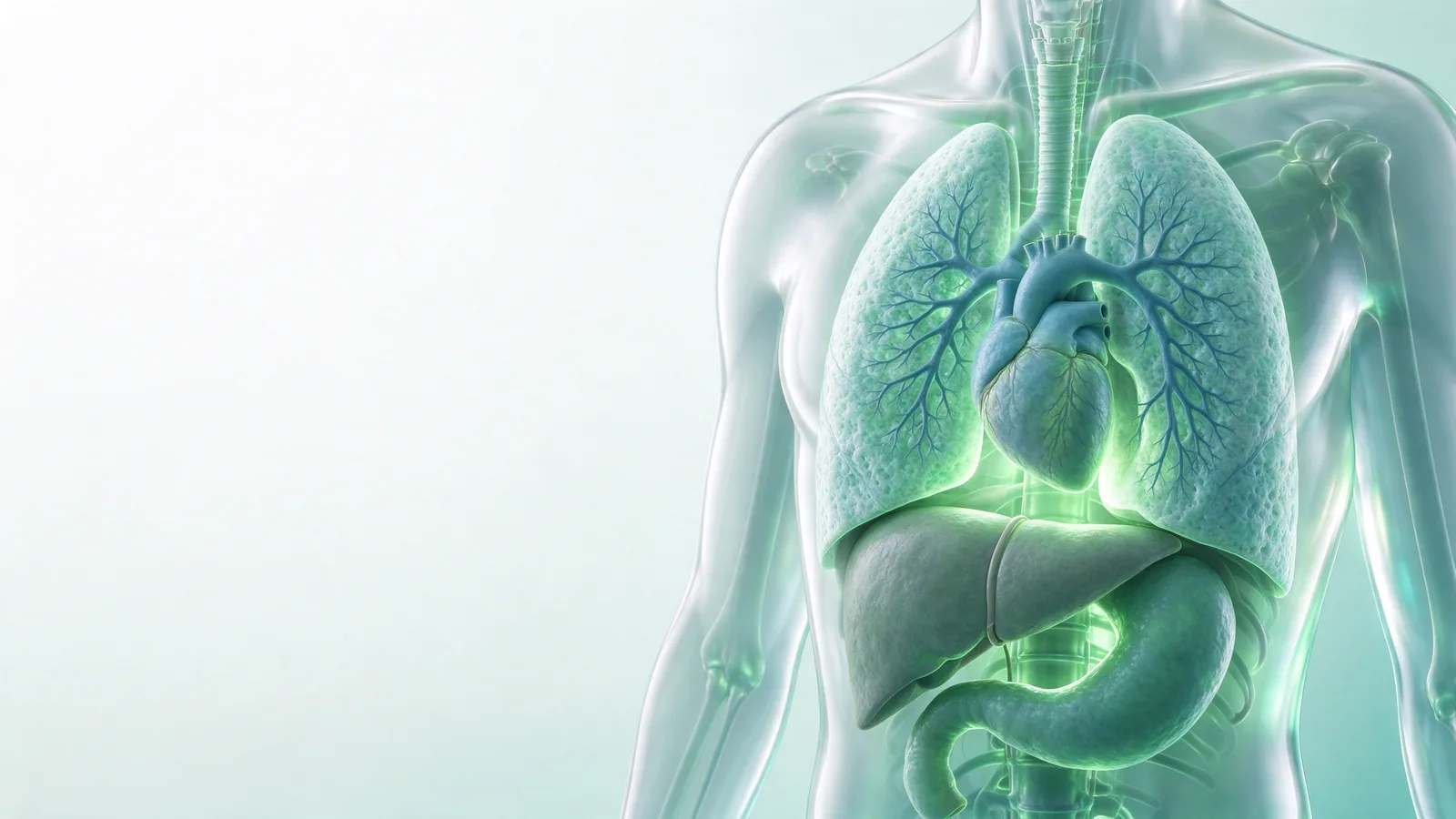 Concept image of a translucent human body model with the lungs, heart, liver and stomach shown in green light